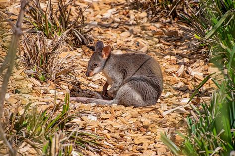 Indonesia is a country with variant of specific fauna spread throughout indonesian archipelago. Indonesia Animals - Lost World Of Asia These Rare Animals ...