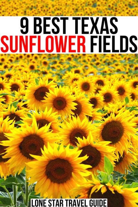9 Texas Sunflower Fields Farms That You Can Actually Visit