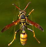 Photos of Wasp Yellow Jacket Hornet Difference