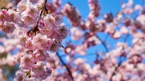 Cherry Blossoms Everything You Need To Know Before Planting