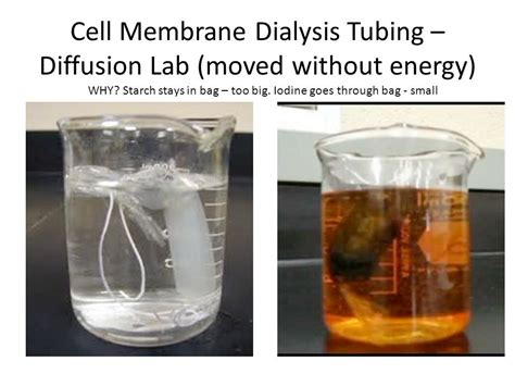 Mrs Amyballen S Nys Lab Diffusion Through A Membrane Diagram Quizlet