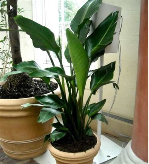 The Care Instructions For Tropical Houseplants Tropical