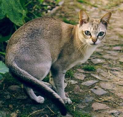 Erfahre mehr über das wesen der singapura, sowie die haltung und erziehung dieser die singapura gehört zu den anhänglichen und sanften rassekatzen. Singapura Katze - Katzenrassen: S - Katzen - Rassen ...