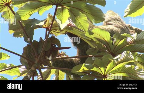 Brown Throated Sloth Male Eating Chewing Cecropia Tree In Jungle Stock