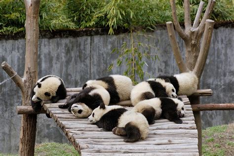 Central Wallpaper Cute Panda Bears Hd Wallpapers