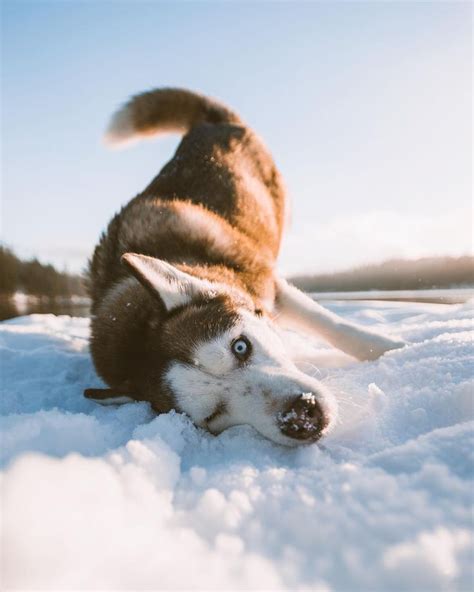 Photo By Codathewoof In Instagram Siberian Husky Husky Malamute