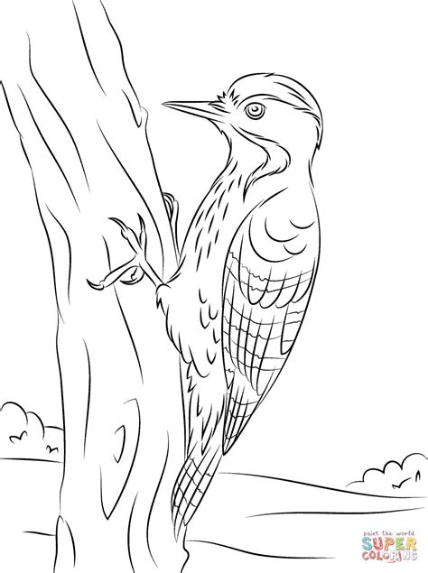 Pileated Woodpecker Pages Printable Coloring Pages