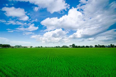 Rice Farm With Blue Sky Stock Photo Image Of Lonely 39897256
