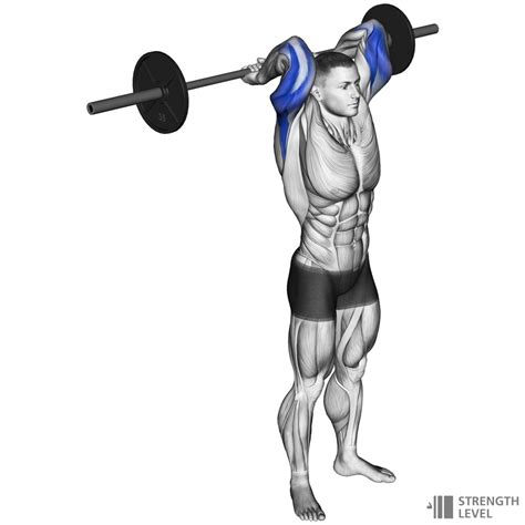 Tricep Extension Standards For Men And Women Lb Strength Level