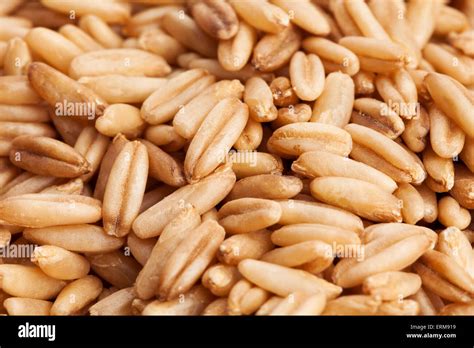Oat Seeds Macro Closeup Stock Photo Alamy