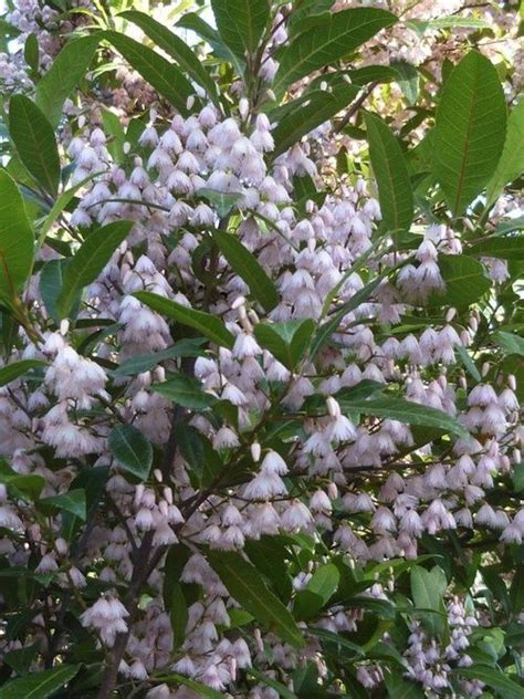 Elaeocarpus Reticulatus Native Blueberry Ash A Hedge Option For Front