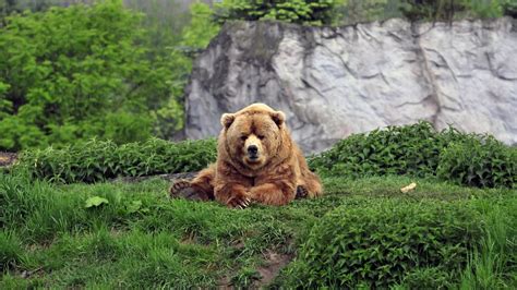 Animals Bears Mammals Wallpapers Hd Desktop And Mobile