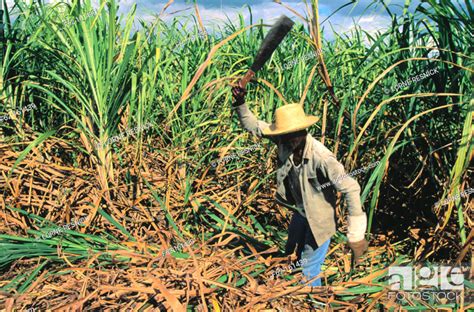 Sugar Cane Cutter Cuba Stock Photo Picture And Rights Managed Image