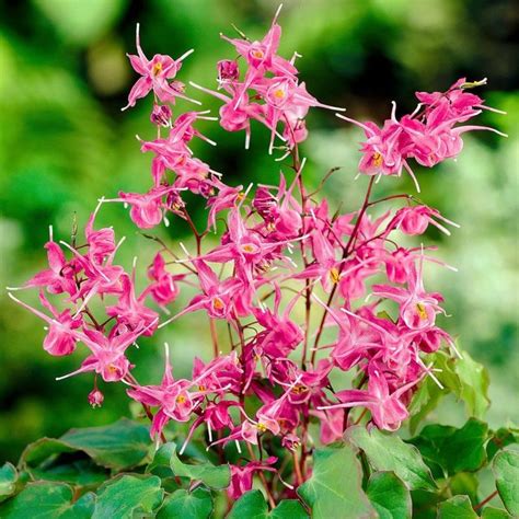 Weiße stauden für einen traumhaften garten. Winterharte Stauden: 7 wunderschöne Arten für Ihren Garten ...