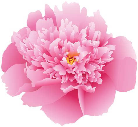 Pink Peony Flower Transparent Background Png Clipart Hiclipart The