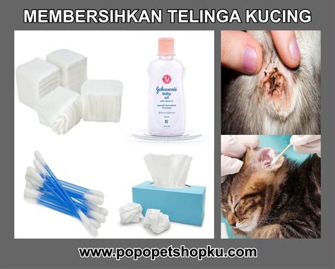 Popo Petshop Tips Perawatan Harian Kucing
