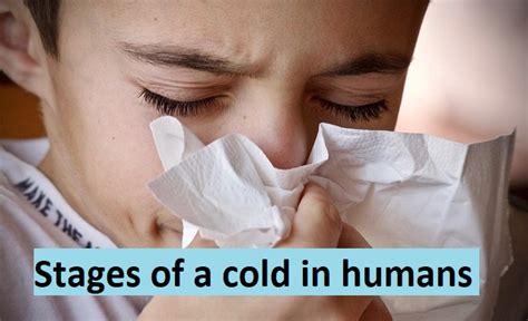 Stages Of A Cold In Humans 2024