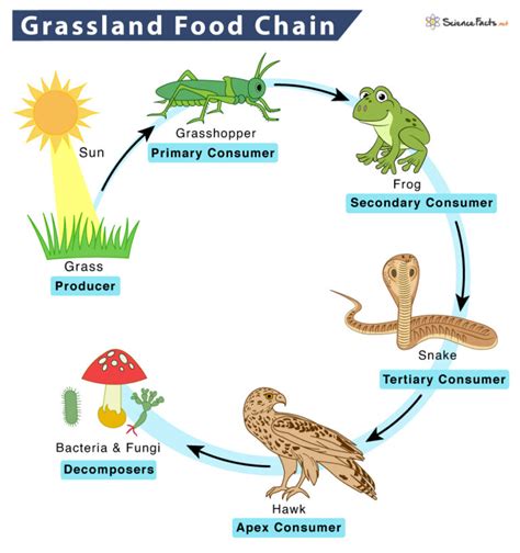 Grassland Food Chain Examples And Diagram