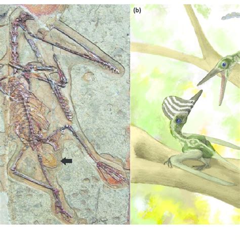 Sexual Dimorphism In Pterosaurs A Female Specimen Of The Pterosaur Download Scientific