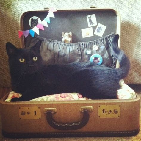 Catsparella Diy Vintage Suitcase Cat Bed