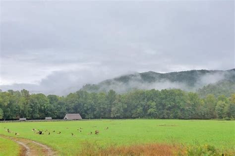 From the road side i was with in 50 ft of one. Oconaluftee Visitor Center: Where to see elk in Smoky ...