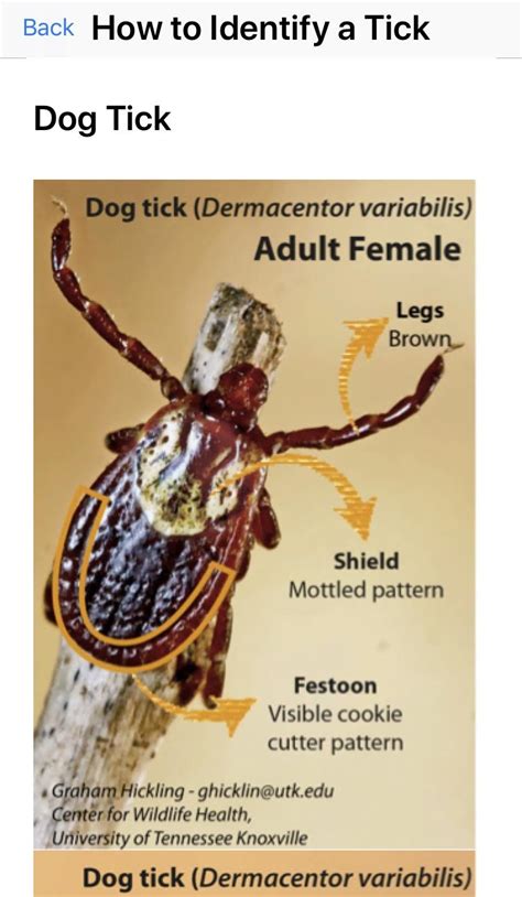 Tick tick tutorial part 1. Wisconsin researchers release new app to study what makes ...
