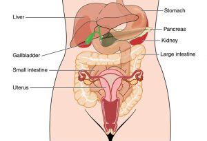 Find the perfect female abdomen stock illustrations from getty images. Pelvic & Abdominal Pain | Gynaecology | The Surrey Park Clinic