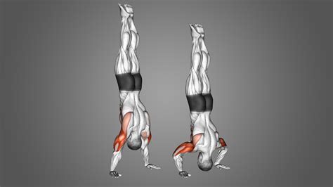 Handstand Push Up Benefits Muscles Worked And More Inspire Us
