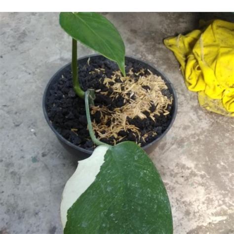 Jual Tanaman Monstera Variegata / Monstera Daun Putih ...