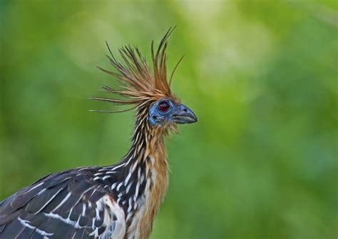 Top Ten Birds With Cool Hairstyles Earth Rangers Wild Wire Blog