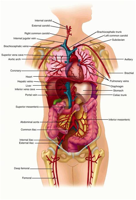 Free Human Body Parts Download Free Human Body Parts Png Images Free Cliparts On Clipart Library