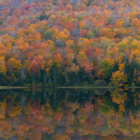 Download Wallpaper 2780x2780 Forest Lake Reflection Autumn Nature