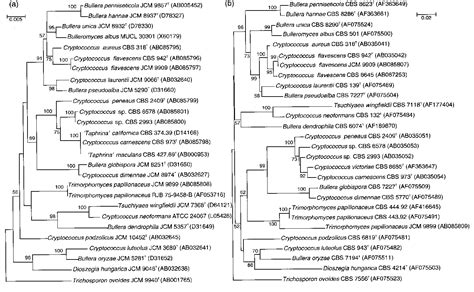 Figure 1 From Three New Combinations From The Cryptococcus Laurentii