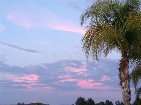 Sunset With Palm Tree With Blue Purple And Pink Clouds Stock Image