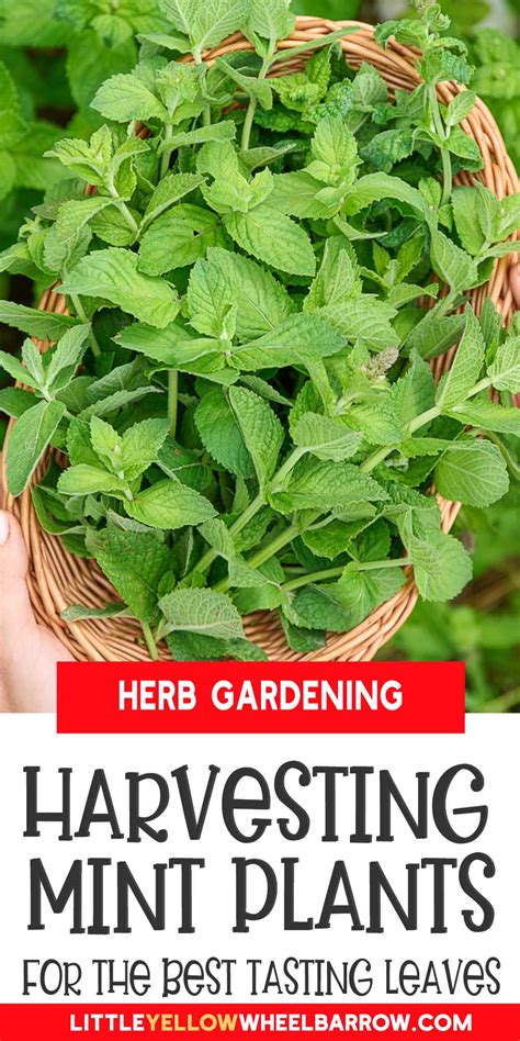 How To Harvest Mint Without Damaging Your Plants