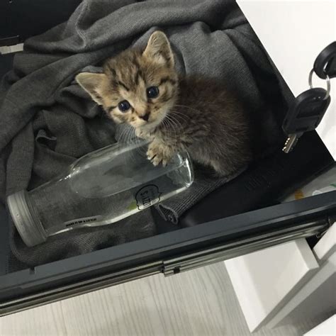 Kitten Abandoned In Box All Alone Finds Her Way Into 20 Peoples