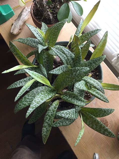 Ledebouria socialis growing herbaceous geophyte succulent of the genus ledebouria also known as silver squill, ledebouria socialis perennial evergreen used as ornamental drought tolerant plant. Ledebouria Socialis | Plants, Champagne, Monsieur
