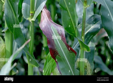 Red Discoloration Of Corn Leaves Due To Nutrient Deficiencies Or