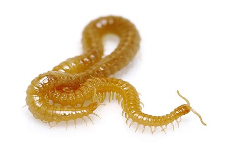 Centipedes
