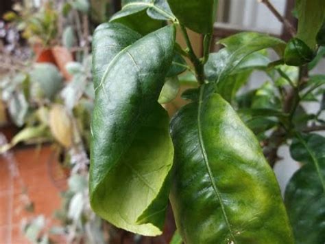 Meyer lemon tree care a citrus cross between an orange and lemon simple fruit tree for homeowners to grow. Lemon Tree Leaves Curling - Aumondeduvin.com