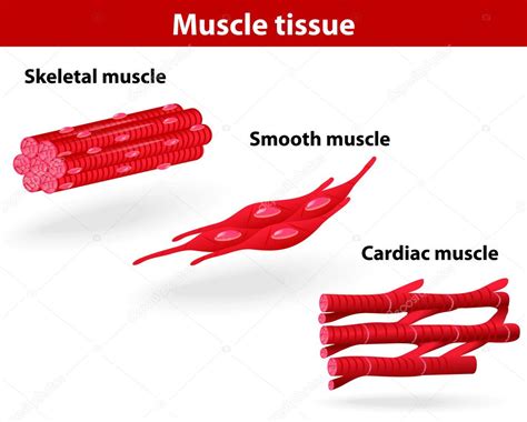 Types Of Muscle Tissue Stock Vector Image By ©edesignua 19696009
