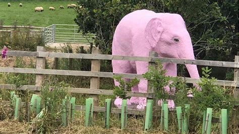 Life Size Pink Elephant Stolen From Day Care Centre Bbc News