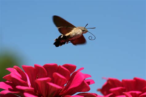 Hummingbird Hawk Moth Macroglossum Stellatarum