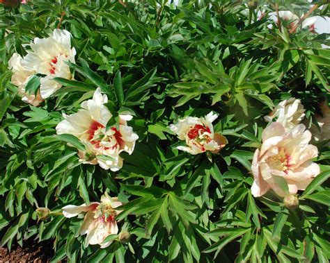 Peony Callies Memory Bare Roots — Buy Itoh Peonies Online At Farmer