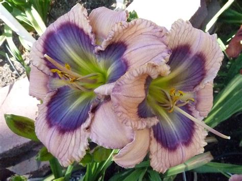 Photo Of The Bloom Of Daylily Hemerocallis Blue Desire Posted By
