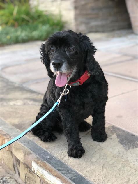 Use the links below to get an overview of each one, see pictures, print directions, and even read reviews from other dog owners. Percy - Camp Cocker Rescue
