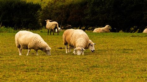 Premium Photo Sheep Grazing In The Golden Fields
