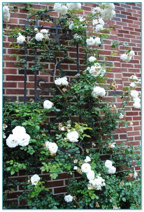 This list has several options including climbing flowers for sun or shade, annual flowering vines, tropicals. Climbing Flowering Plants Nz 2 | Home Improvement