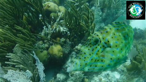 Beautiful Caribbean Reef Fish YouTube
