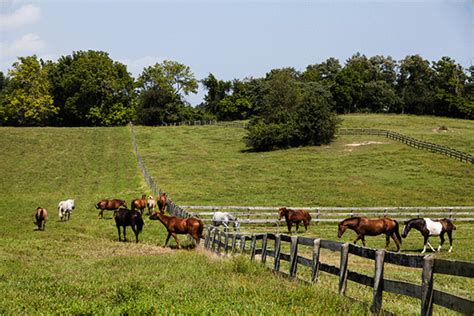 Restoration Spotlight Maryland Horse Farmers Steward The Land